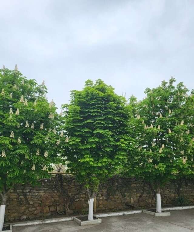 Гостиница Сален Витязево-14